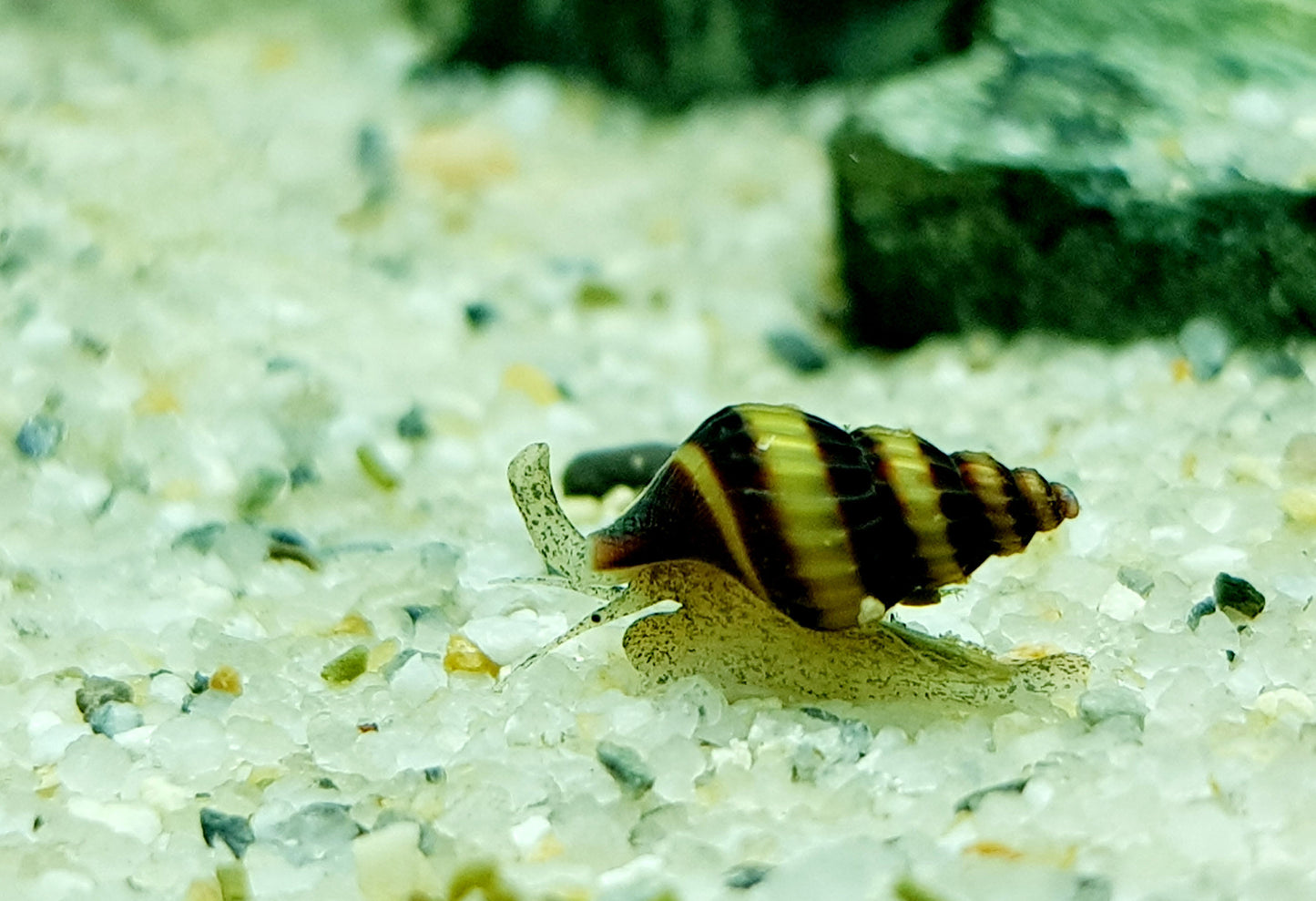 Assassin Snail (Anentome helena)
