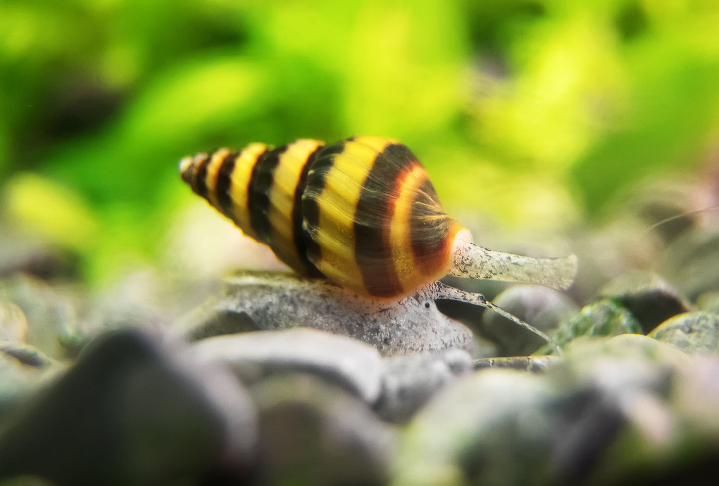 Assassin Snail (Anentome helena)