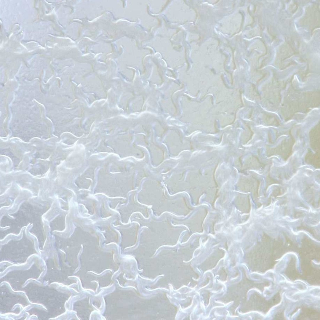 Banana Worm -Live Culture