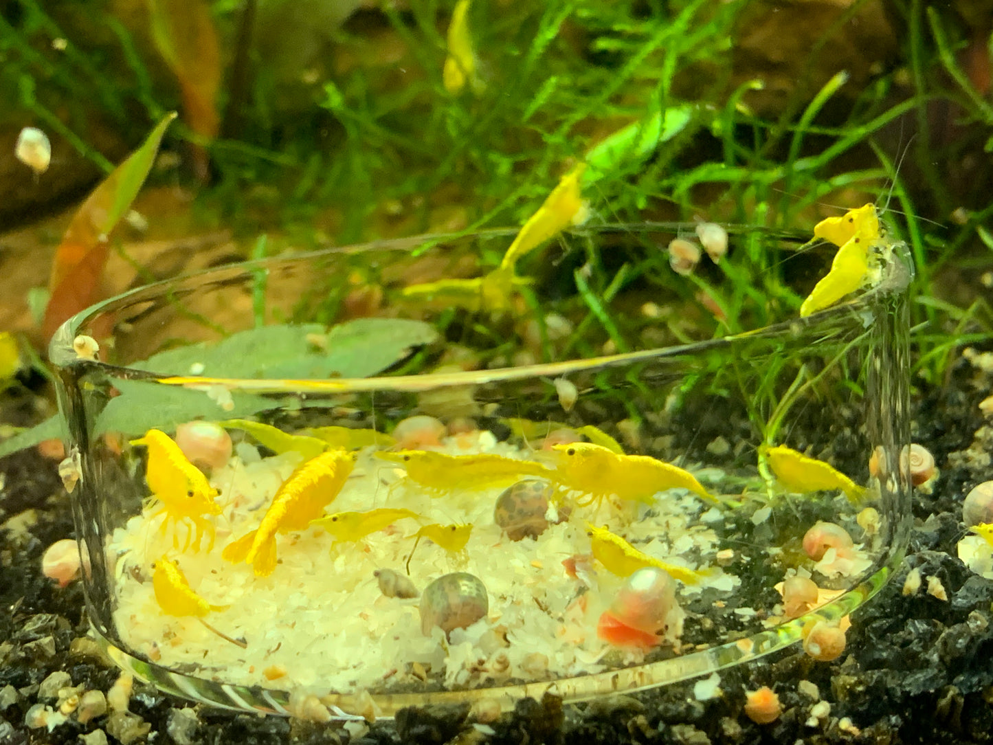 Glass Feeding Bowl
