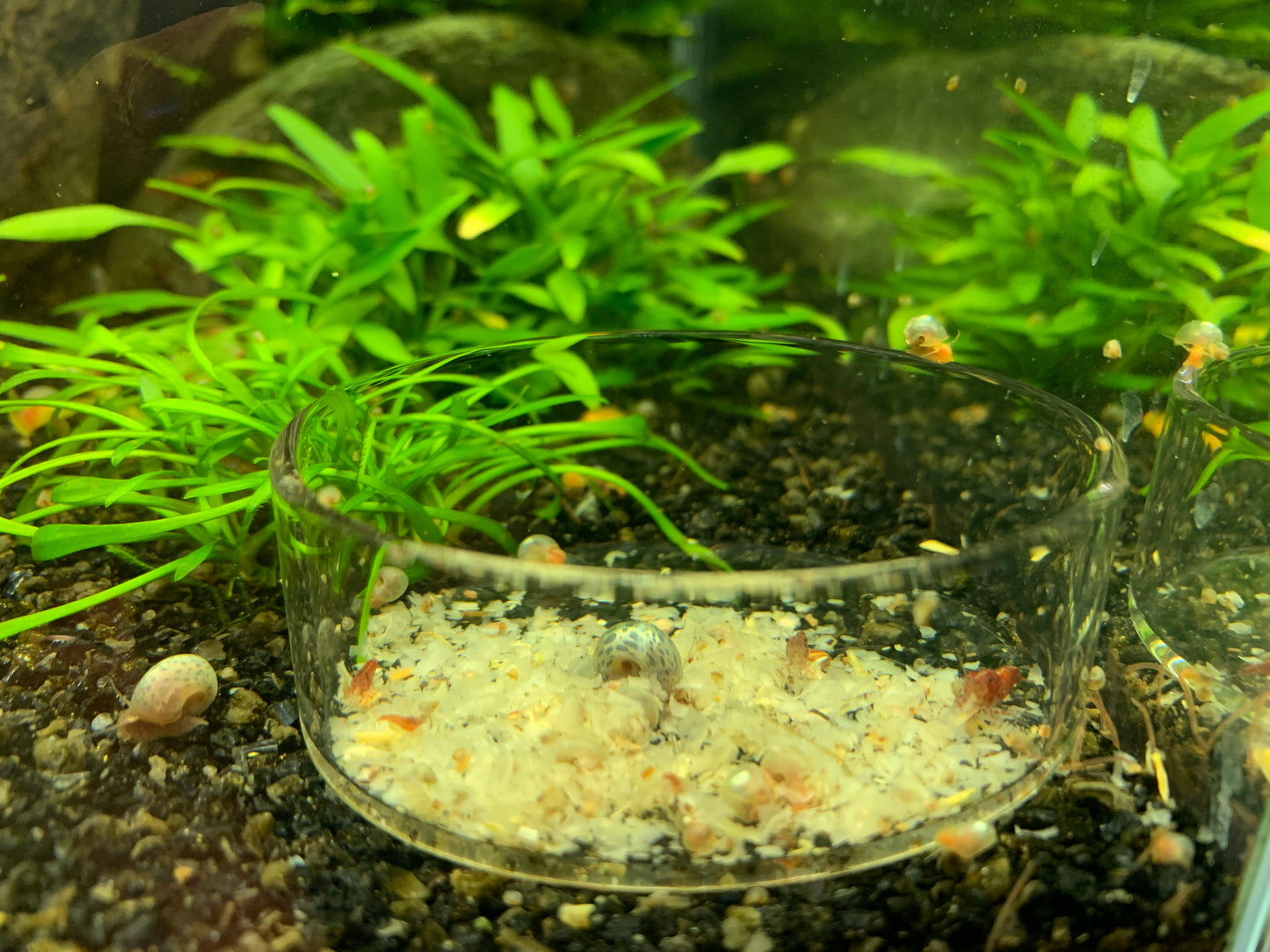 Glass Feeding Bowl