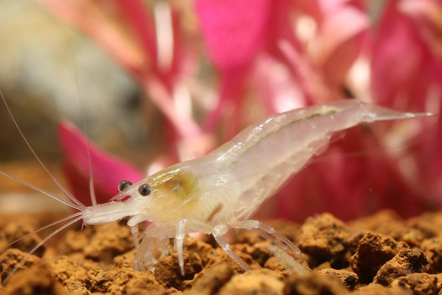 Snowball Shrimp (Neocaridina palmata var. "Snowball")