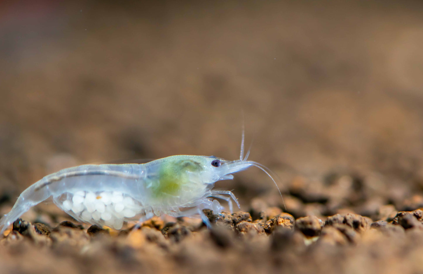 Snowball Shrimp (Neocaridina palmata var. "Snowball")