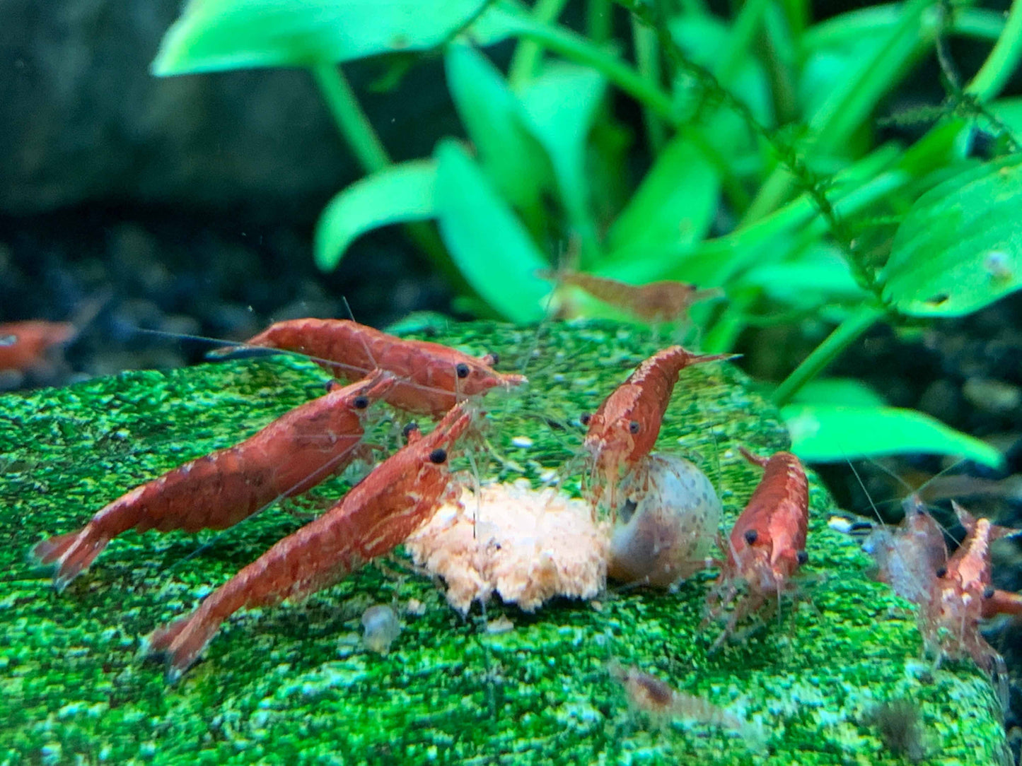 Vibrance Shrimp Food