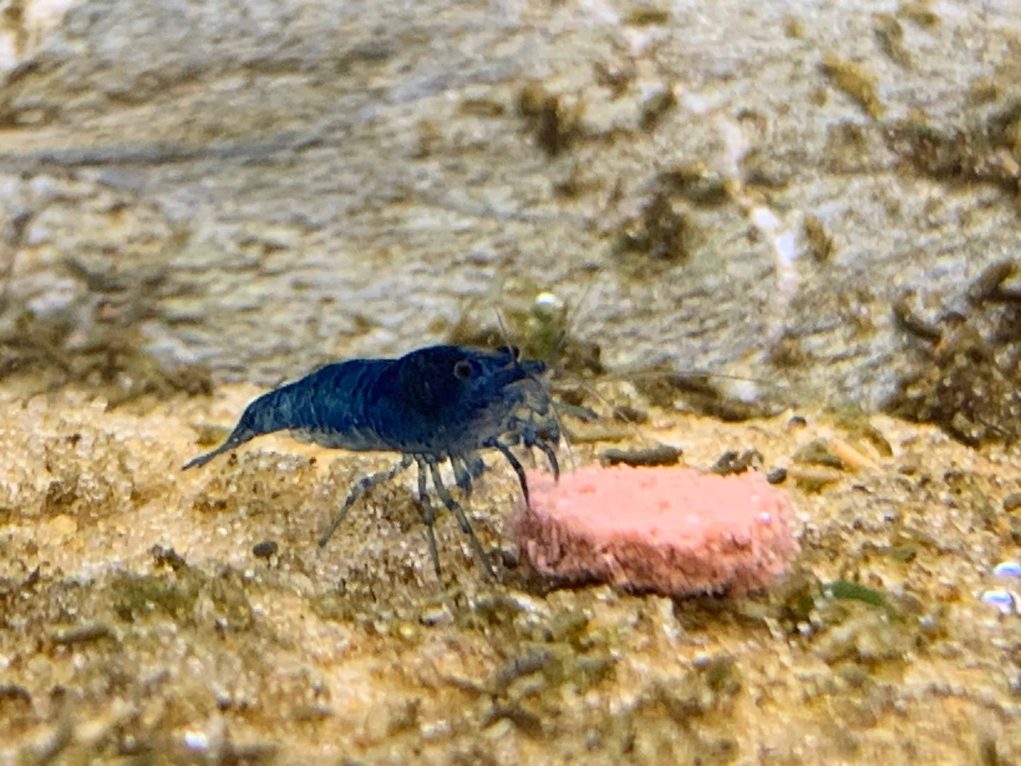 Vibrance Shrimp Food
