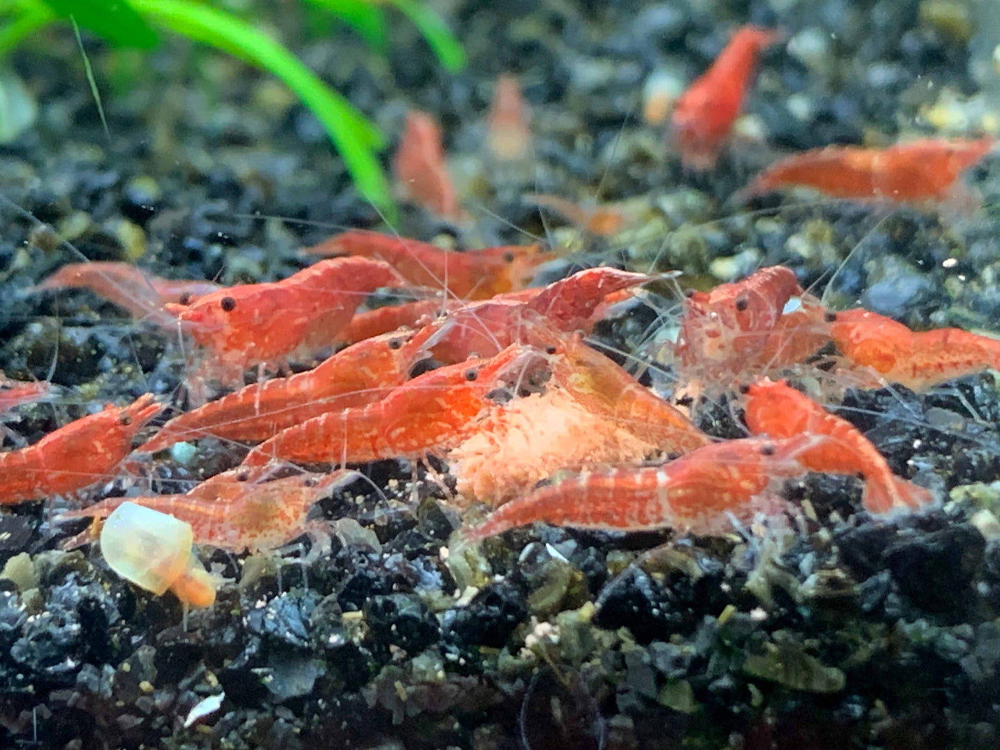 Vibrance Shrimp Food