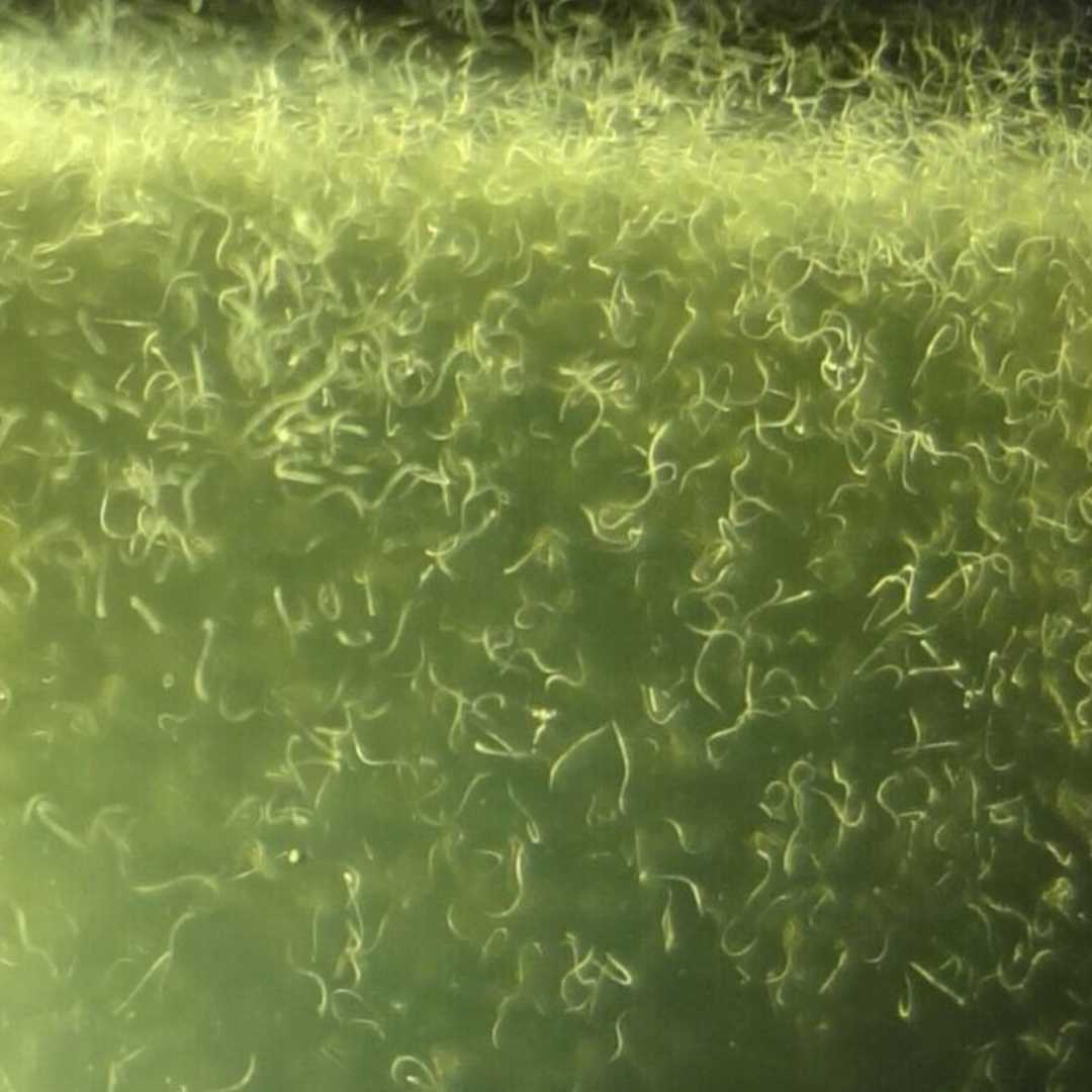 Vinegar Eel Culture -Live Food