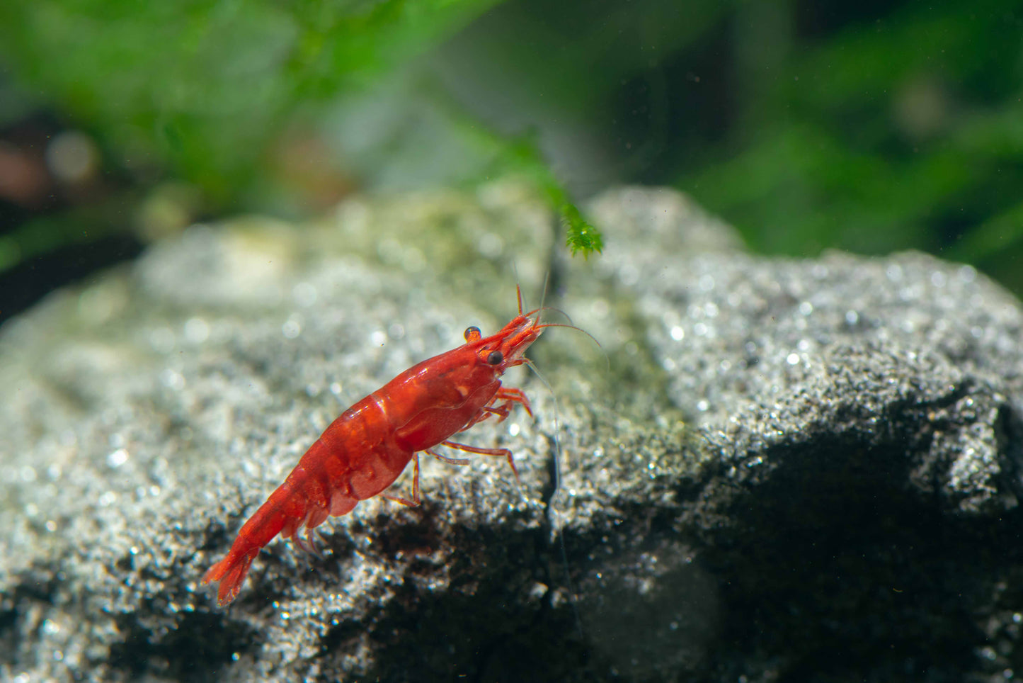 Red Cherry Shrimp (Neocaridina davidi)