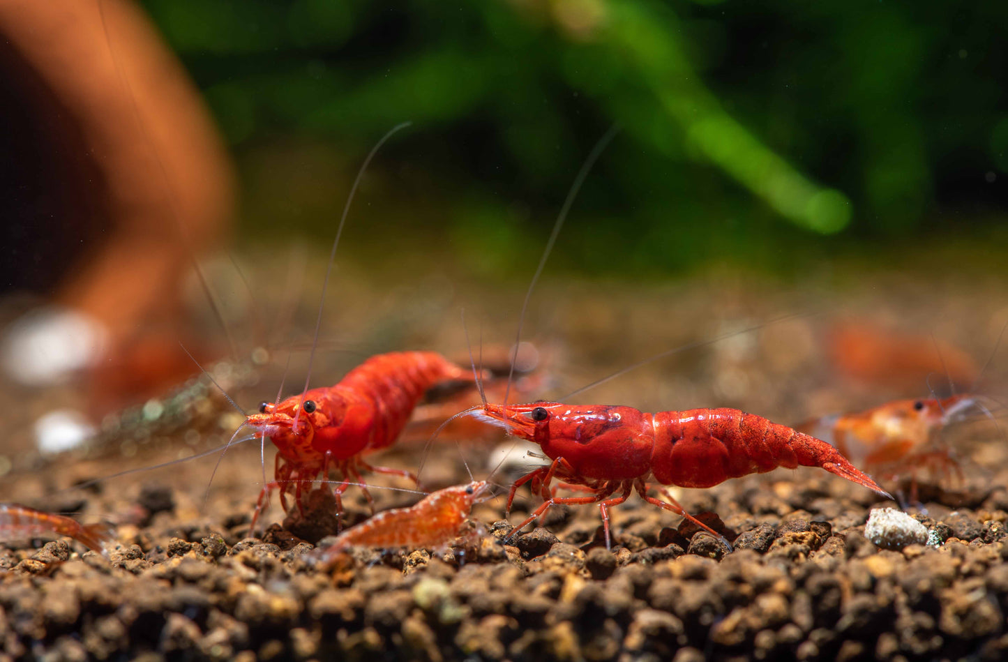 Red Cherry Shrimp (Neocaridina davidi)