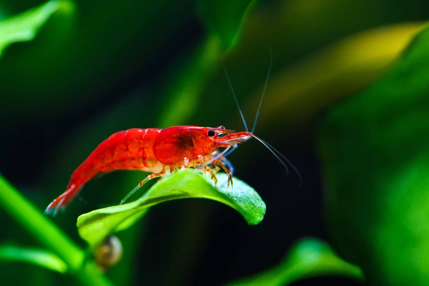 Red Cherry Shrimp (Neocaridina davidi)