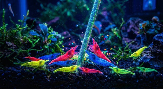 ShrimpSense GlowStix