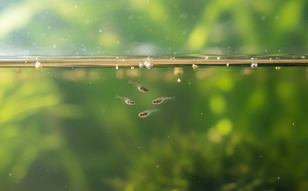 Why Vinegar Eels Might Be the Best First Food for Fish Fry