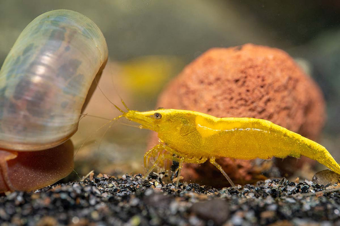 Do Red Cherry Shrimp Really Keep Your Aquarium Clean?