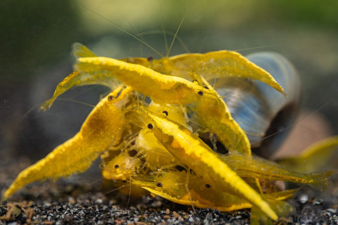 How to Feed Nettle Pellets Properly (and Avoid Overfeeding)