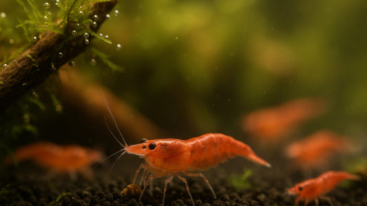 Red Cherry shrimp grazing naturally on moss between feedings.