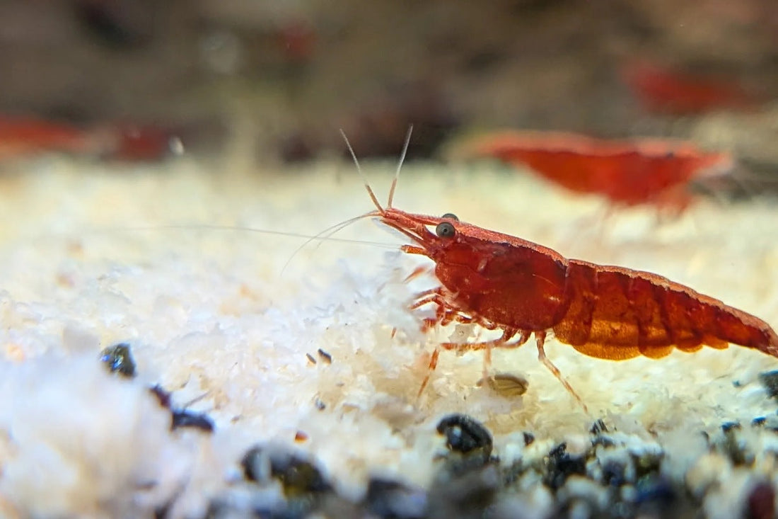 What Are Snowflake Pellets for Shrimp?