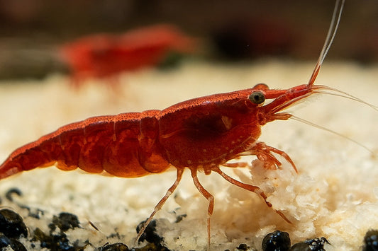 Why Snowflake Pellets Are the Secret to a Healthy Shrimp Colony