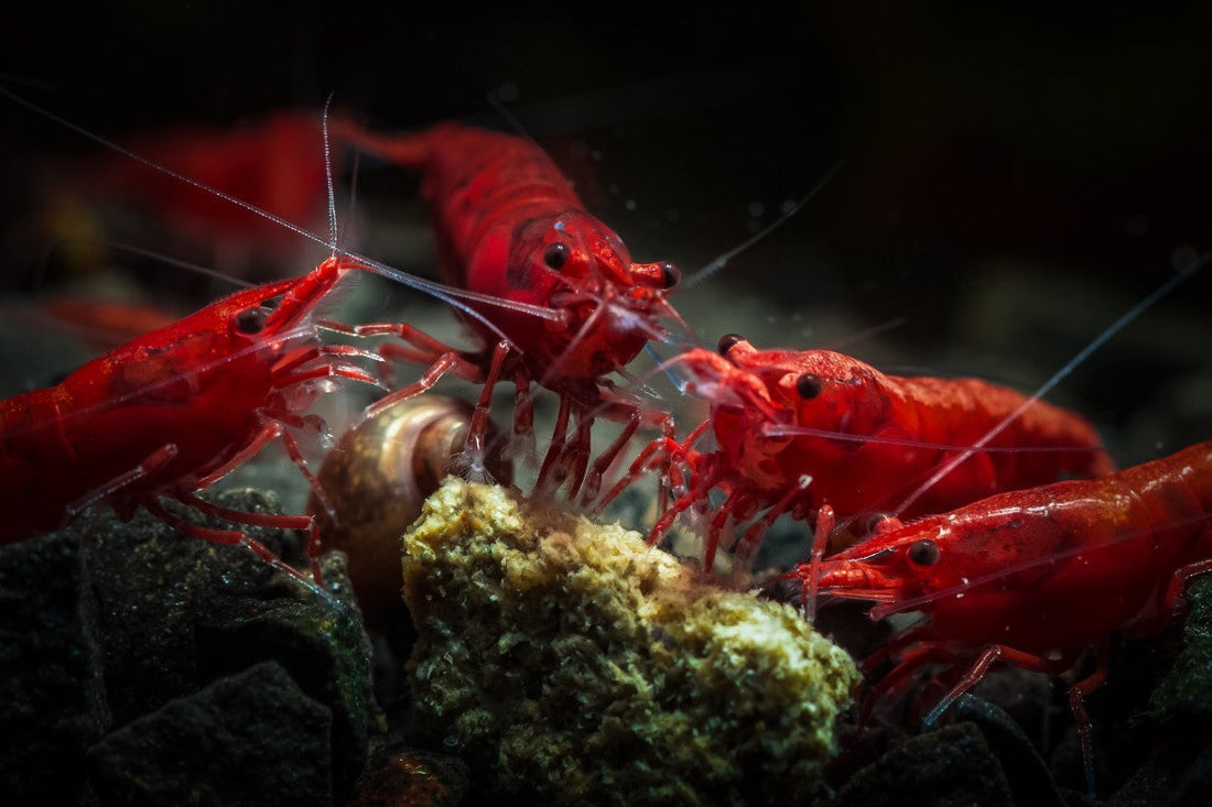 What Are Nettle Pellets for Shrimp?