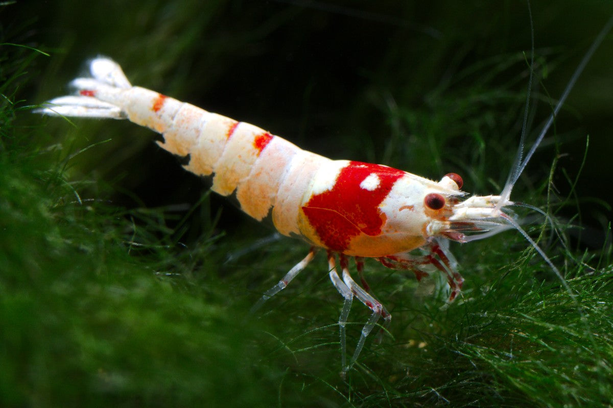 The Complete Guide to Shrimp Nutrition From Biofilm to Pellets