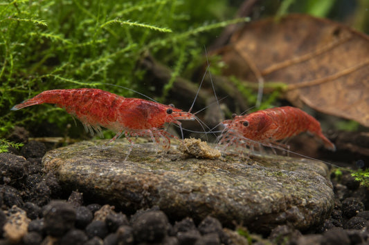 Two red cherry shrimp grazing on a small prepared-food fragment on a flat aquarium stone.
