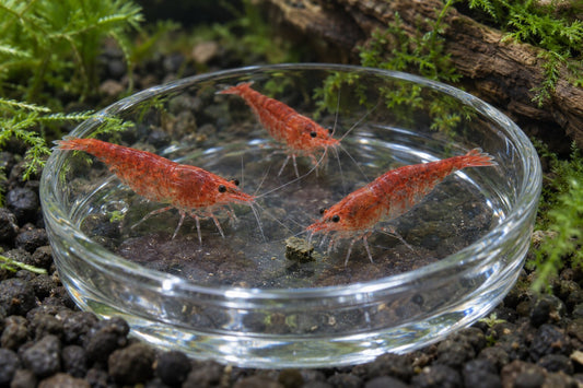 Red cherry shrimp sharing a small food portion in a shallow glass aquarium feeding dish.