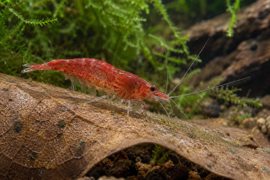 Red cherry shrimp grazing on a submerged leaf among aquarium moss and driftwood.