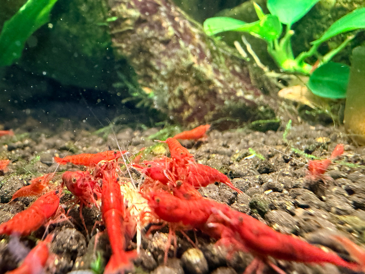 Niblets - Mini Algae Wafers