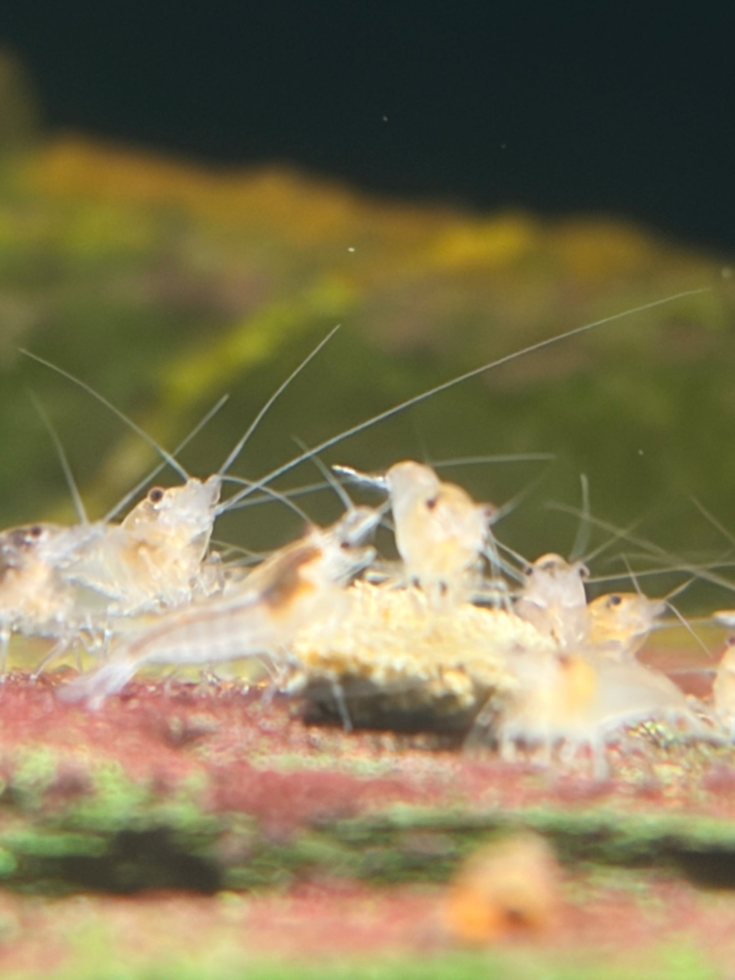 Niblets - Mini Algae Wafers