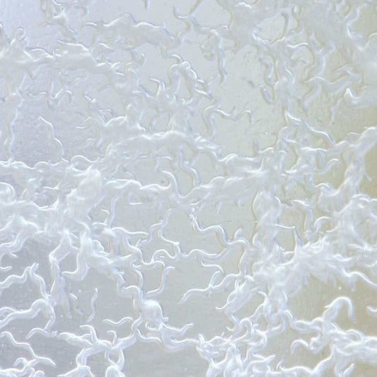 Banana Worm -Live Culture