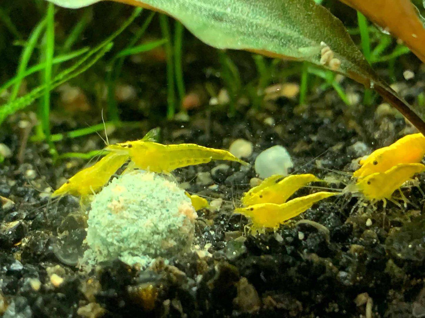 Spirulina Complete