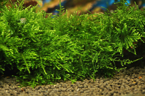Java Moss Plate / Mesh - Live Aquarium Plant For Shrimp Tanks - Easy Care Tropical
