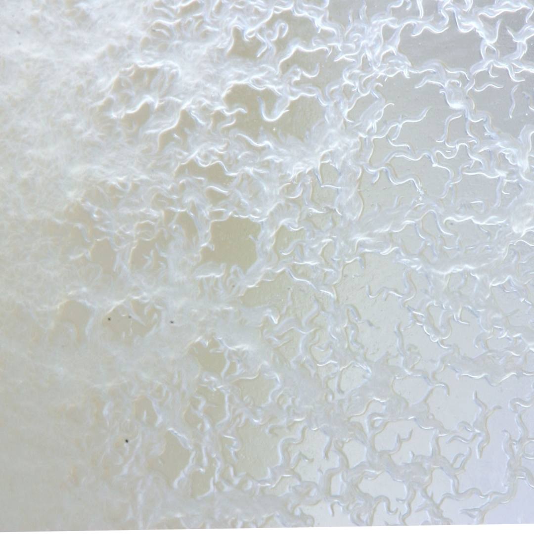 Live Microworm Culture