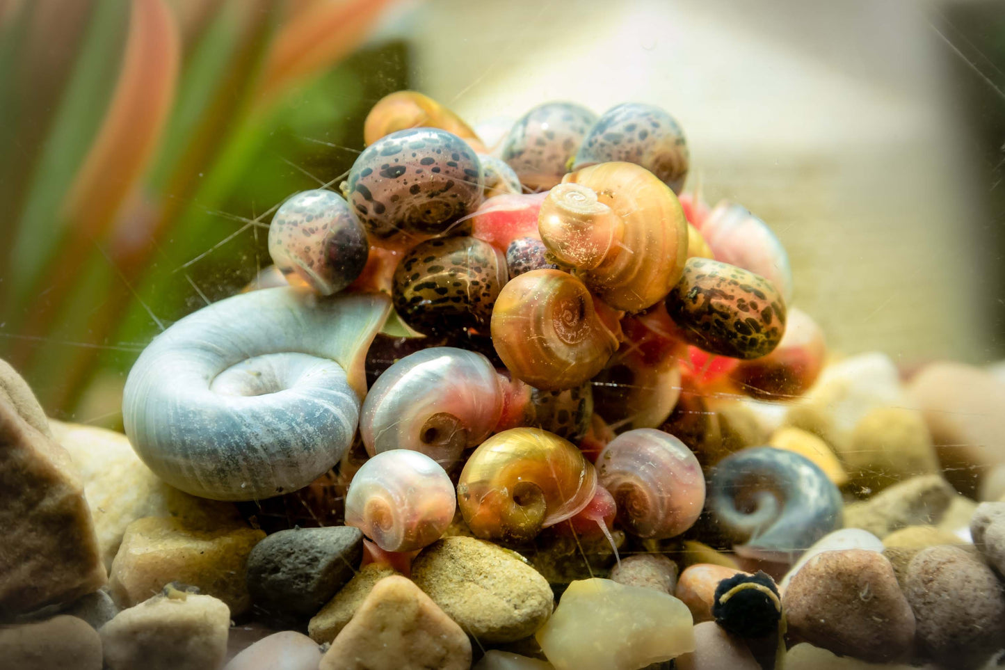 Ramshorn Snails (mixed colours & sizes)