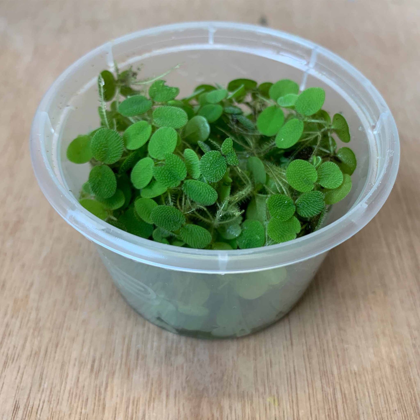 Salvinia Minima (Water Spangles)