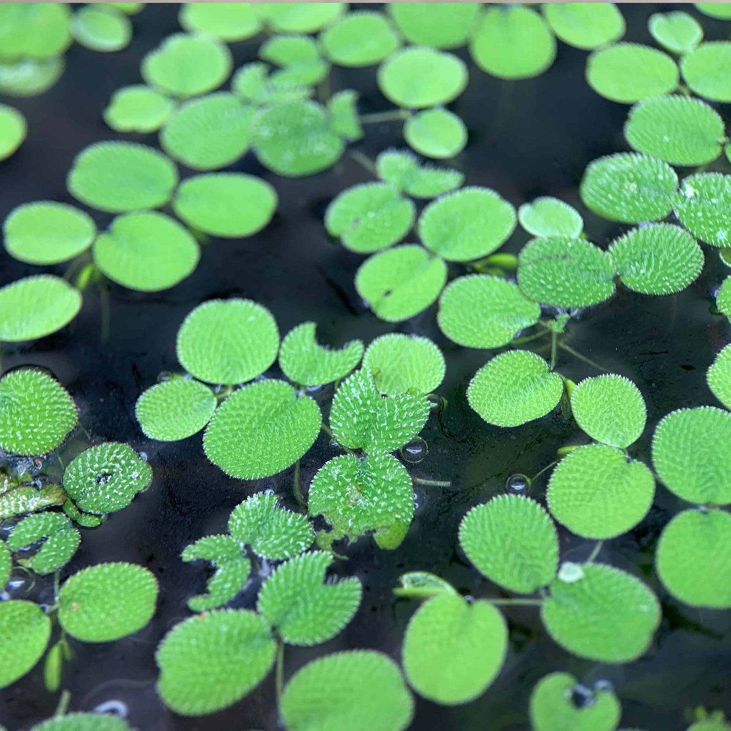 Salvinia Minima (Water Spangles)