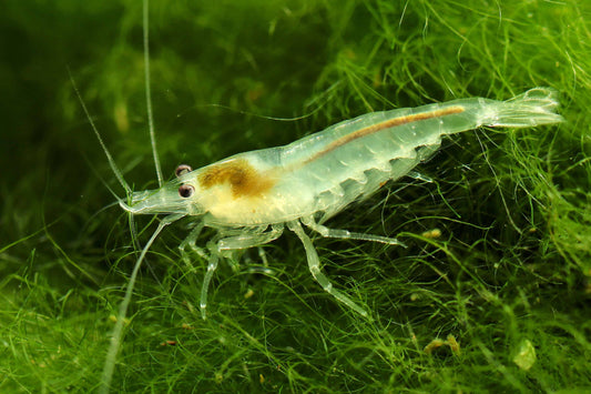 Snowball Shrimp (Neocaridina palmata var. "Snowball")