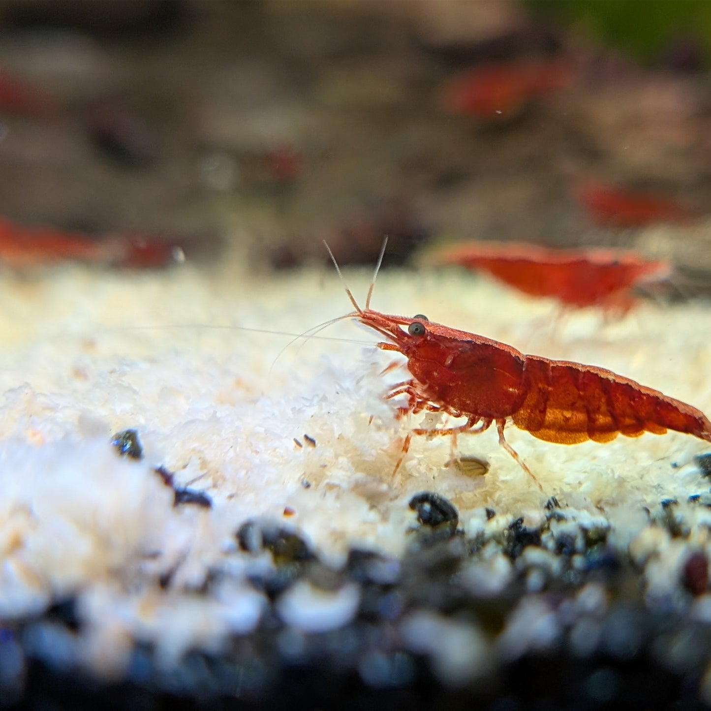 Snowflake Pellets