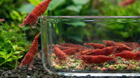 Square Glass Feeding Bowl